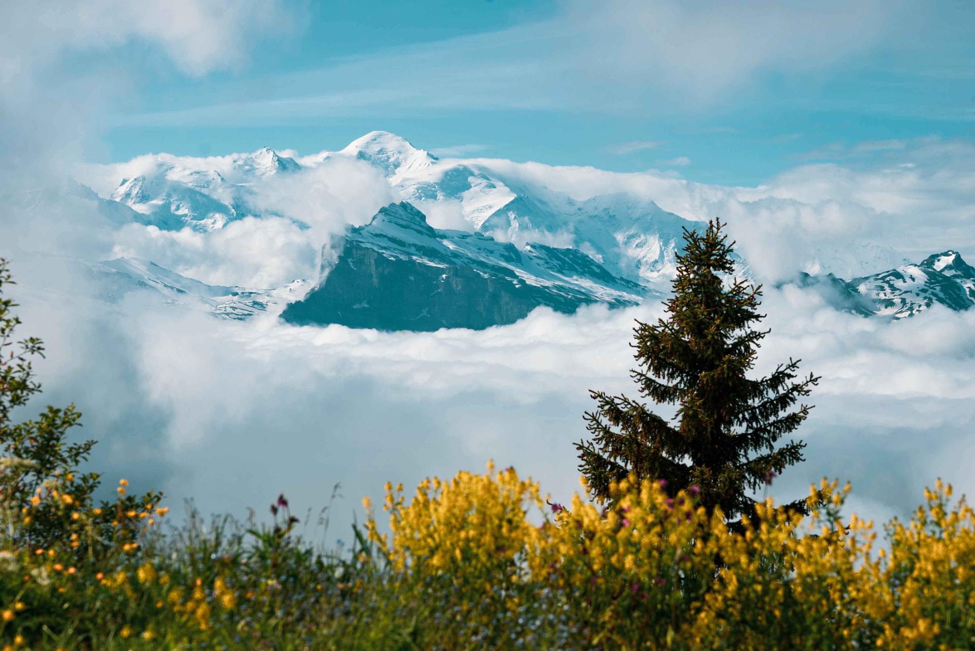Sommets enneigés, sapin et fleurs de montagne aux Gets